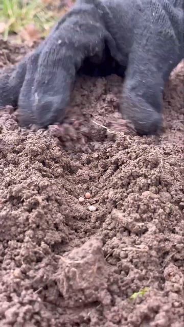 Что посеять в апреле? #shorts смотреть онлайн