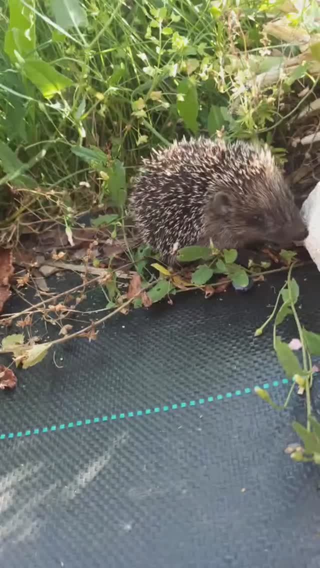 Ёжик и голубика смотреть онлайн