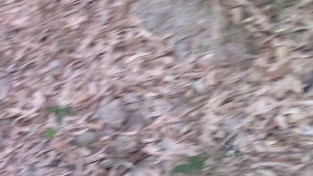 Papilio demoleus Linnaeus, 1758 /Strovolos ,Cyprus смотреть онлайн