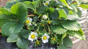 Клубника Сольхянг. 11 февраля.