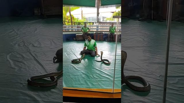 Фабрика Кобр смотреть онлайн