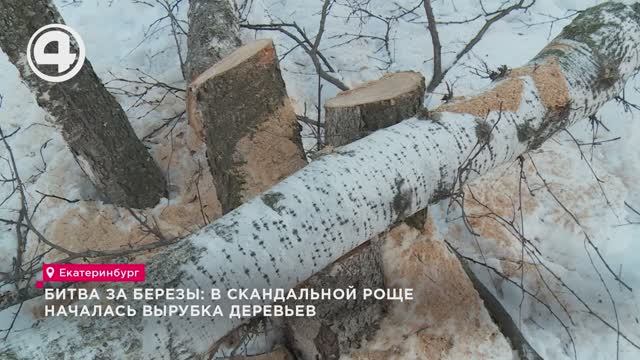 Битва за березы: в скандальной роще началась вырубка деревьев смотреть онлайн