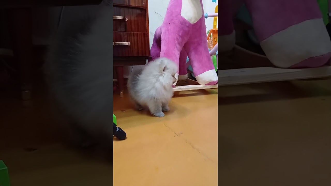 Kennel BESTYLE мальчик