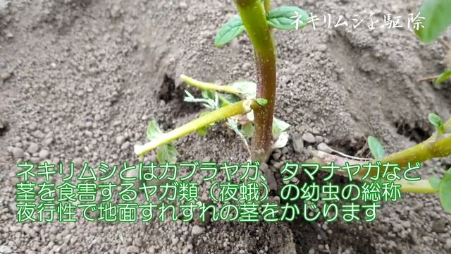 ネキリムシの探し方！｜北海道の家庭菜園 смотреть онлайн