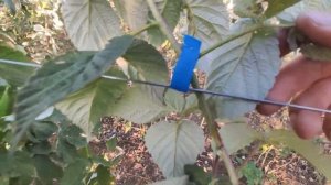 Подвязка растений в вашем саду!