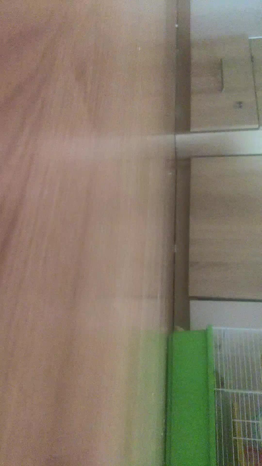 хомяк смотреть онлайн