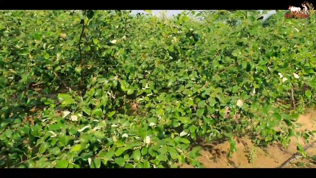 Apple Ber की खेती 1.5 साल बाद कितना मुनाफा दे सकती हैं ? पूरी जानकारी@DesiJamidar смотреть онлайн