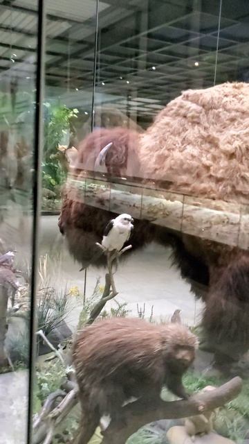 Дарвинский музей смотреть онлайн
