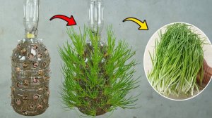 Потрясающие результаты, используя только пластиковые бутылки я могу вырастить зеленый лук