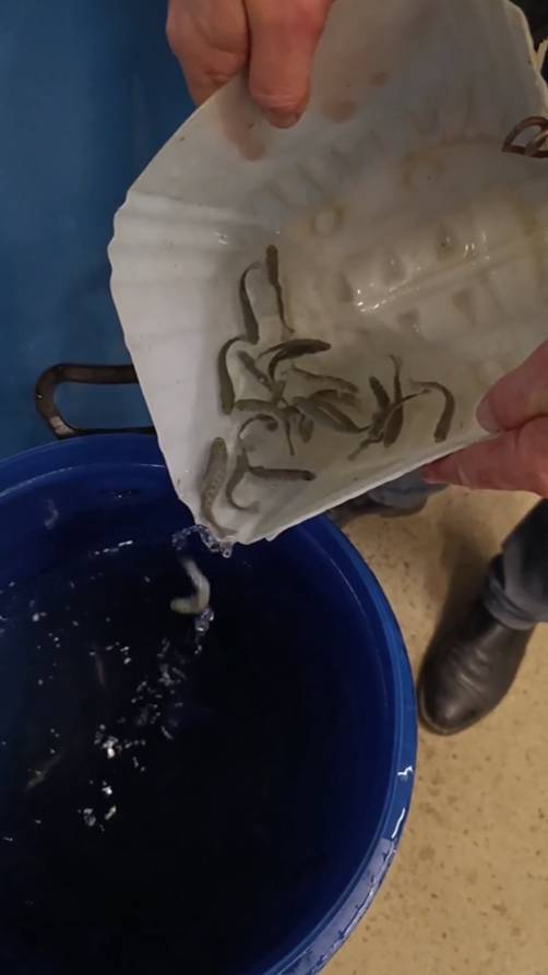 Восстановления и зарыбления дачного пруда, часть 5 / Запускаем мальков форели/ смотреть онлайн