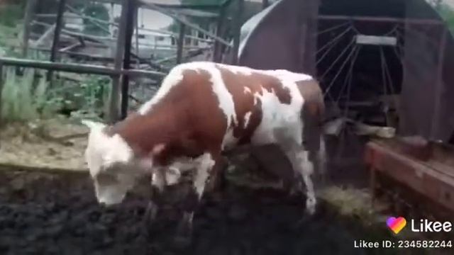 А бача букохои Маскува бози мекунаде смотреть онлайн