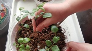 Результат осенне-зимнего черенкования клематиса 🌸