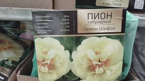 Дорогие люксовые пионы. 2025 год. Февраль. Обзор пионов.