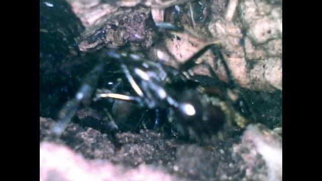Dans l'antre des Paraponera clavata смотреть онлайн