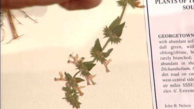 Stachys caroliniana смотреть онлайн