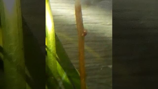 piccola neritina in crescita o lumaca di altra specie? смотреть онлайн