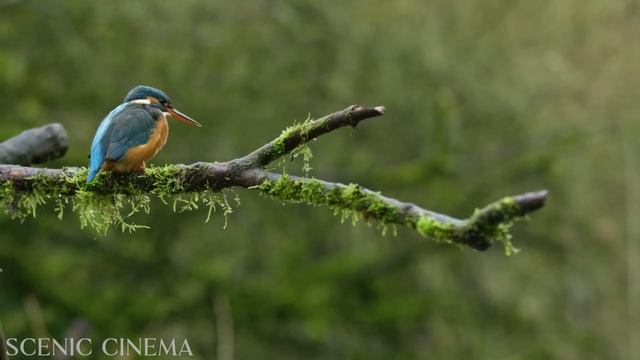 Tropical Asian Jungle Birds   Life Of Birds In Forest   Scenic Cinema With Birds & Jungle Sounds