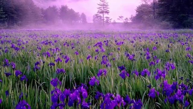 🎼. Инна Вальтер - «Небо» смотреть онлайн