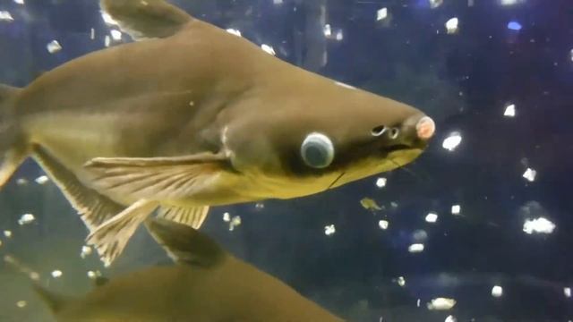 Искренняя дружба