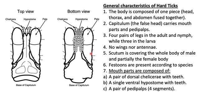 practical Entomology section 4 смотреть онлайн