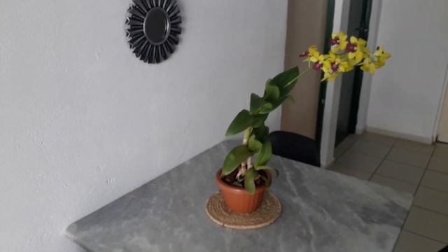 COMO DECORAR A SALA COM PLANTAS / URBAN JUNGLE @nossolarjs6634 @DIKINHADIY смотреть онлайн