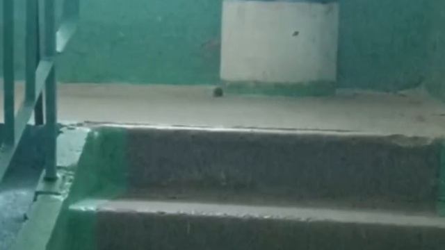 Грызуны на 25 лет Арсеньеву (дом 7) 9 февраля смотреть онлайн