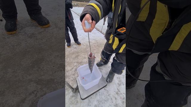 Взвешивание. Конкурс за крупную форель. смотреть онлайн