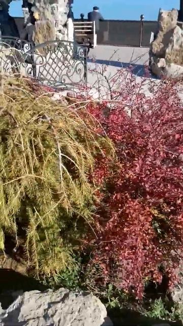 Декоративные кусты смотреть онлайн