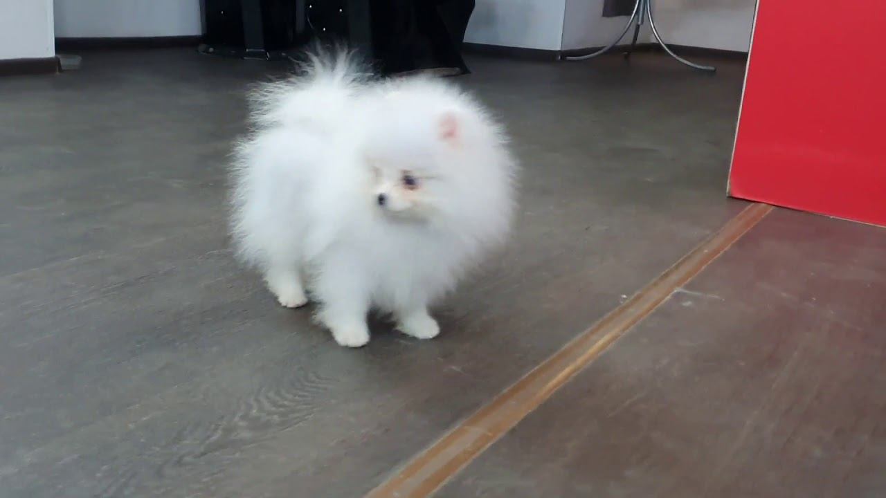 Kennel Bestyle мальчик красавчик