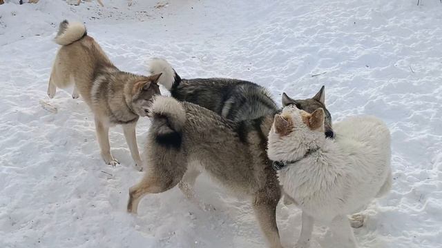 моя банда.mp4 смотреть онлайн