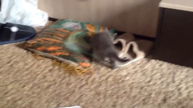 Cмешной котенок прирожденный альпинист смотреть онлайн