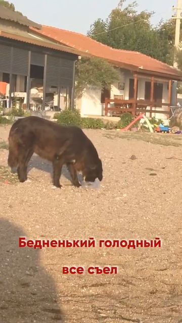 ворюги в Турции #shorts смотреть онлайн