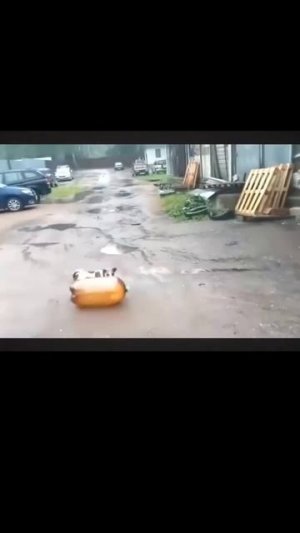 собака и бутылка