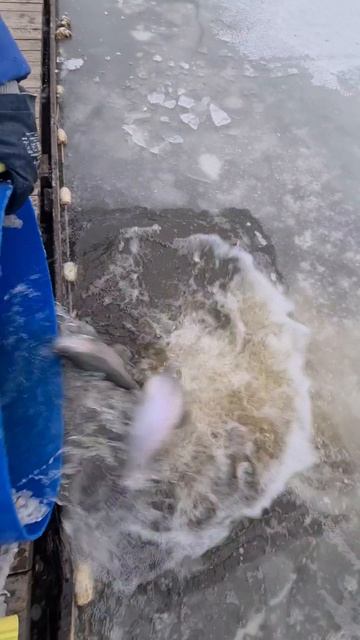 Запуск форели смотреть онлайн