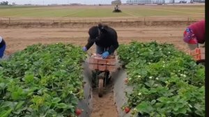 Выращивания  клубники во Флориде и Калифорнии