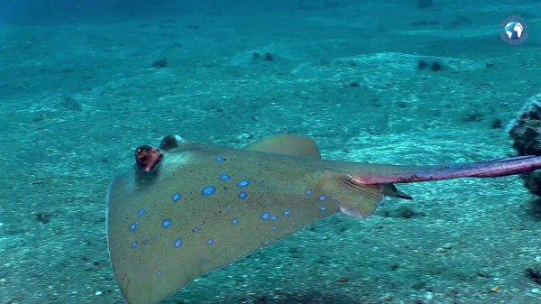 Amed, Bali, June 2017