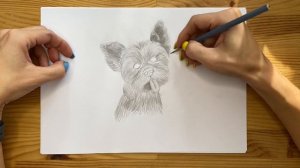 Как нарисовать собаку простым карандашом | Рисунок для начинающих легко и поэтапно