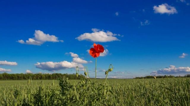 🎼. Группа Сентябрь - Когда стучится счастье смотреть онлайн