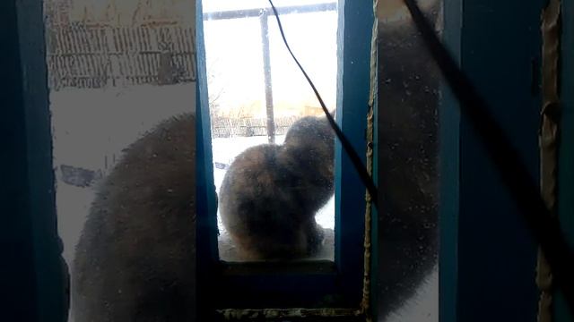 деревенские будни