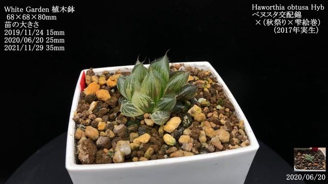 ベヌスタ交配錦×（秋祭り×雫絵巻） 実生苗／ Haworthia obtusa Hyb смотреть онлайн