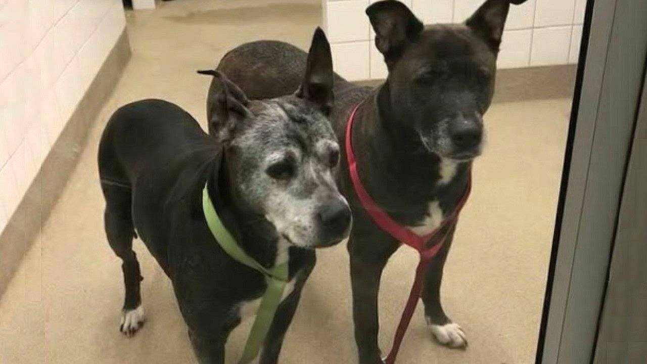 Старые питбули не могли поверить, что хозяева БРОСИЛИ ИХ В ЗООМАГАЗИНЕ