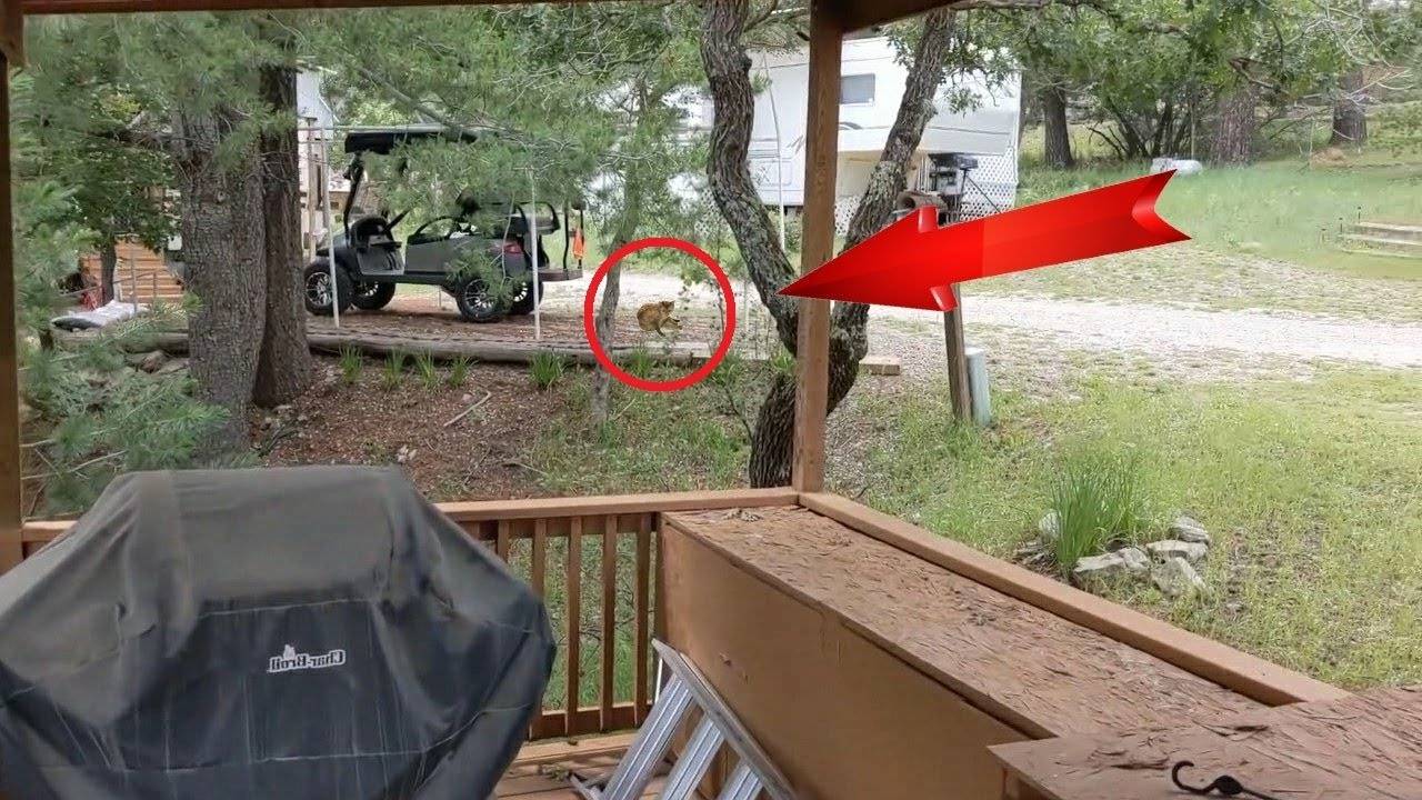 КОШКА притащила ДИТЁ ИНВАЛИДА К ЛЮДЯМ чтобы те о нём позаботились