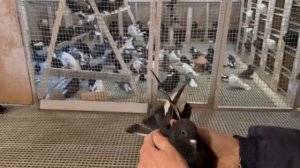 Питомник "Западный" Битобородые