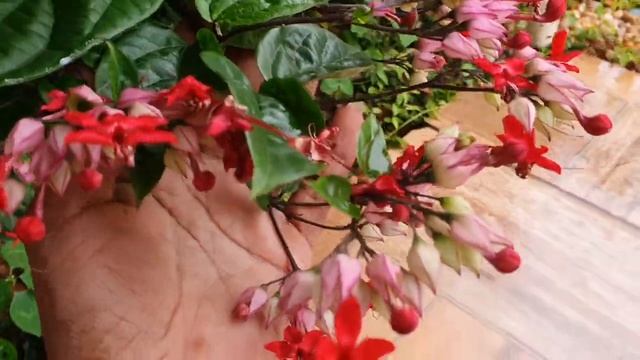 7 ESPÉCIES DE PLANTAS TREPADEIRAS PRA TODOS OS GOSTOS смотреть онлайн