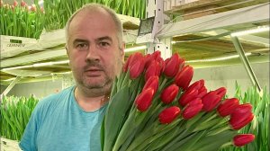 Выгонка тюльпанов. Пробники новых сортов по 100 штук!