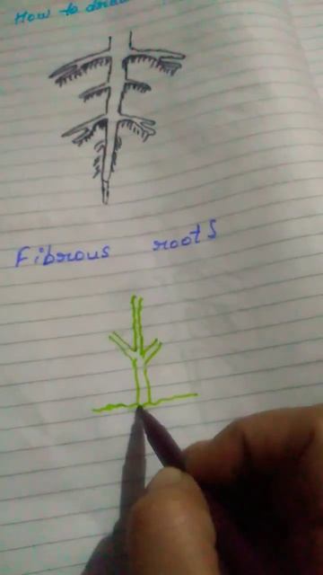 #shortsvideo # Fibrous Root смотреть онлайн