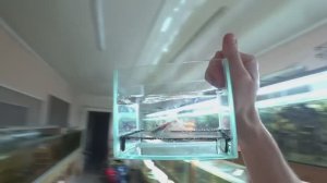 Будни Аквариумиста. Совместил рыб на стойке и забрал икру Неона.