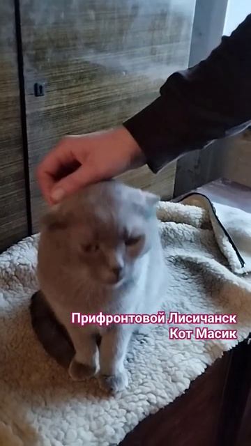 Кот Масик воевал с хозяином и оказался в приюте #приют #кошки #животные #лисичанск смотреть онлайн