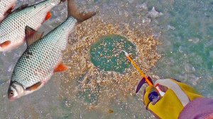 Первый лёд 2024-2025! Первая рыбалка со льда и сразу попал на бешеный клев рыбы! Зимняя рыбалка 2025