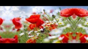 Маликаи Сайидзод Садбарги Сафед